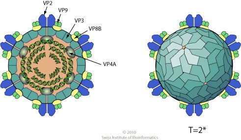 Giải Sinh học 10 Bài 31 (Chân trời sáng tạo): Virus gây bệnh  (ảnh 1)