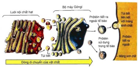 Giải Sinh học 10 Bài 8: Tế bào nhân thực (ảnh 1)