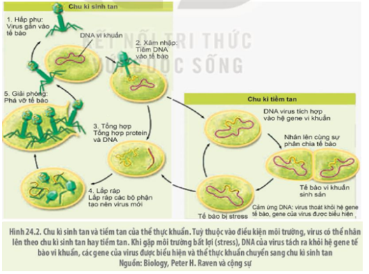 Giải Sinh học 10 Bài 24: Khái quát về virus (ảnh 1)