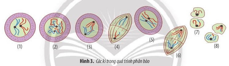 Giải Sinh học 10 Ôn tập chương 4 (Chân trời sáng tạo) (ảnh 1)