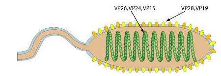 Giải Sinh học 10 Bài 31 (Chân trời sáng tạo): Virus gây bệnh  (ảnh 1)