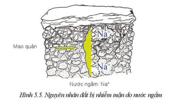 Giải Công nghệ 10 Bài 5: Biện pháp cải tạo, sử dụng và bảo vệ đất trồng - Cánh diều (ảnh 1)