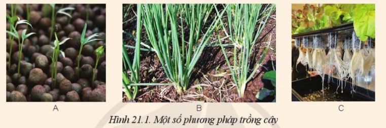 Giải Công nghệ 10 Bài 21: Công nghệ trồng cây không dùng đất - Cánh diều (ảnh 1)