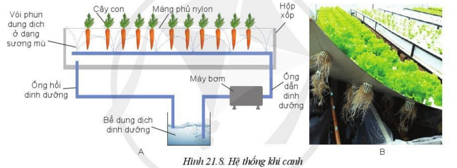 Giải Công nghệ 10 Bài 21: Công nghệ trồng cây không dùng đất - Cánh diều (ảnh 1)