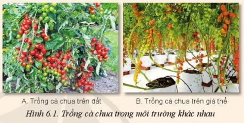 Giải Công nghệ 10 Bài 6: Ứng dụng công nghệ cao trong sản xuất một số giá thể trồng cây - Cánh diều (ảnh 1)