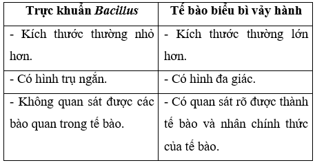 Giải Sinh học 10 Bài 9: Thực hành: Quan sát tế bào (ảnh 1)