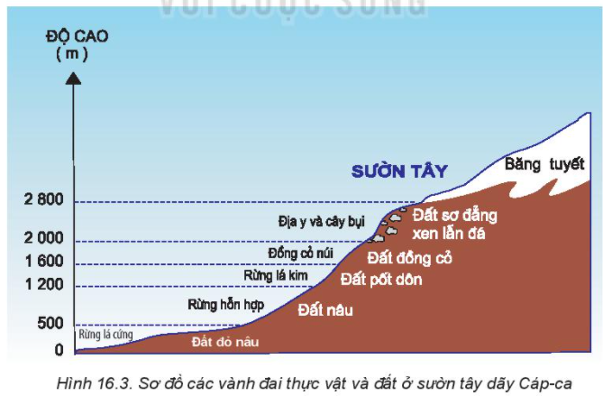 Giải Địa lí 10 Bài 16: Thực hành: Tìm hiểu sự phân bố đất và sinh vật trên Trái Đất - Kết nối tri thức (ảnh 1)