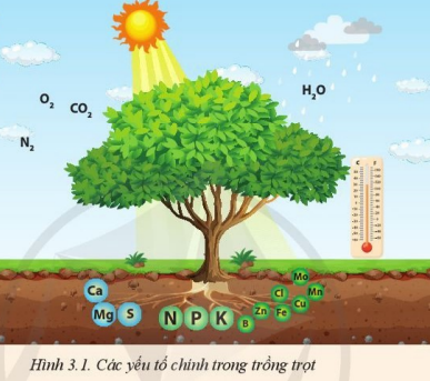 Giải Công nghệ 10 Bài 3: Mối quan hệ giữa cây trồng và các yếu tố chính trong trồng trọt - Cánh diều (ảnh 1)