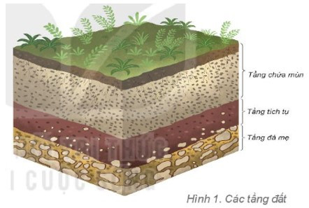 Quan sát hình 1, em hãy kể tên các tầng đất (ảnh 1)