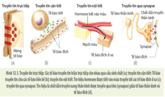 Giải Sinh học 10 Bài 12: Truyền tin tế bào (ảnh 1)