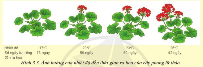 Giải Công nghệ 10 Bài 3: Mối quan hệ giữa cây trồng và các yếu tố chính trong trồng trọt - Cánh diều (ảnh 1)