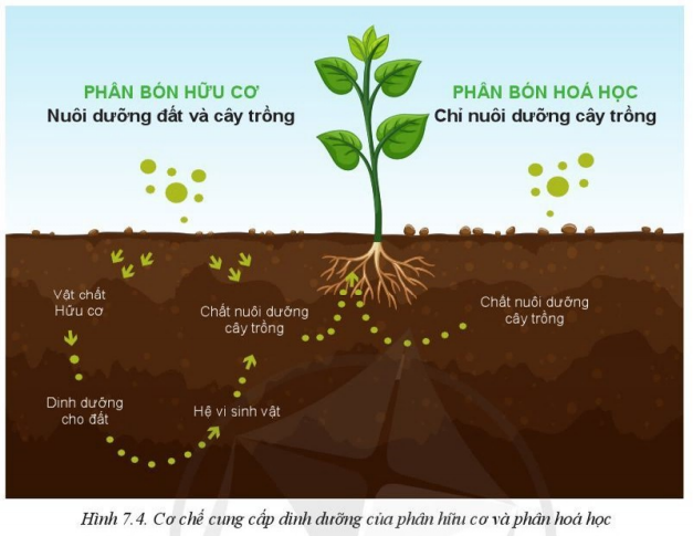 Giải Công nghệ 10 Bài 7: Một số loại phân bón thường dùng trong trồng trọt - Cánh diều (ảnh 1)