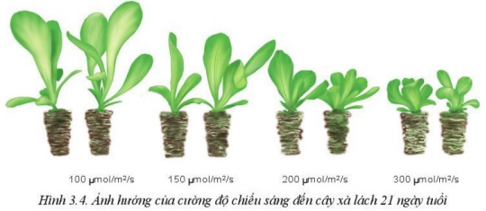 Giải Công nghệ 10 Bài 3: Mối quan hệ giữa cây trồng và các yếu tố chính trong trồng trọt - Cánh diều (ảnh 1)