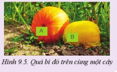 Giải Công nghệ 10 Bài 9: Giống cây trồng - Cánh diều (ảnh 1)