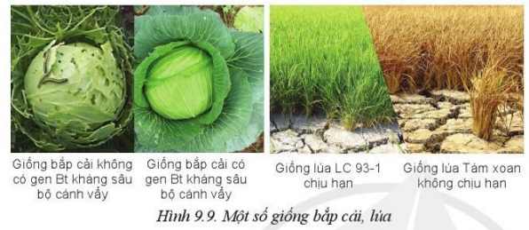 Giải Công nghệ 10 Bài 9: Giống cây trồng - Cánh diều (ảnh 1)