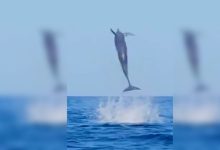 Video: Dolphin Beats Monkey, Hits Ball 10 Times in Air in 14 Seconds