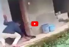 Viral video: As soon as the tail was caught, the cobra showed such a terrifying appearance, the person was scared!