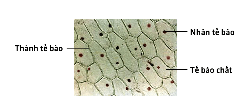 Bài 18: Thực hành quan sát tế bào sinh vật