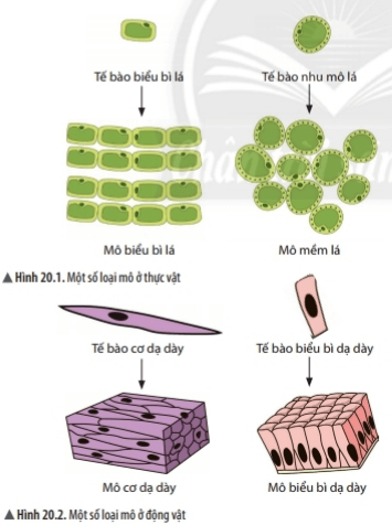 Bài 20: Các cấp độ tổ chức trong cơ thể đa bào