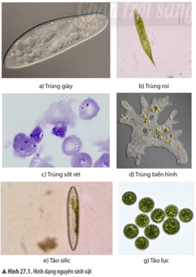 Bài 27: Nguyên sinh vật