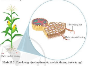 Quan sát hình 25.2, nêu con đường hấp thụ và vận chuyển nước từ đất vào trong rễ