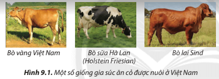 Nêu đặc điểm phân biệt các giống gia súc ăn cỏ trong Hình 9.1 