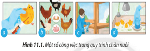 Kể tên những công việc chăn nuôi được minh hoạ trong Hình 11.1 và sắp xếp chúng theo thứ tự hợp lí