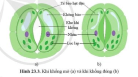 Quan sát hình 23.3, mô tả cấu tạo khí khổng. Chức năng khí khổng là gì?