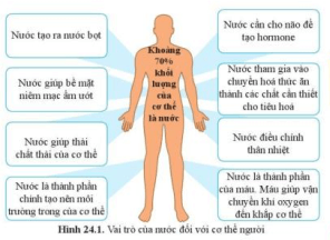 Quan sát hình 24.2, nêu vai trò của nước đối với cơ thể người