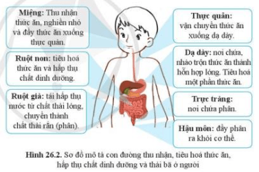 Quan sát hình 26.2, mô tả con đường thu nhận và tiêu hoá thức ăn