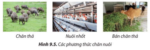 Mỗi phương thức chăn nuôi được minh hoạ trong Hình 9.5 có ảnh hưởng như thế nào đến sự phát triển của vật nuôi?