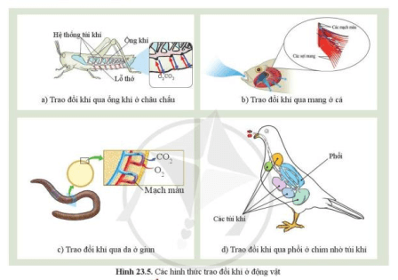 Quan sát hình 23.5, cho biết cơ quan trao đổi khí ở cá, châu chấu, ếch và chim