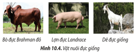 Các vật nuôi đực giống trong Hình 10.4 có đặc điểm cơ thể như thế nào?