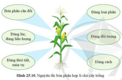 Quan sát hình 25.10, nêu nguyên tắc bón phân hợp lí cho cây trồng?