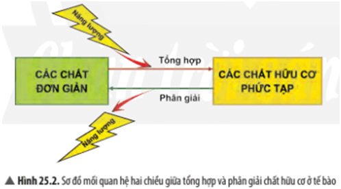 Quan sát Hình 25.2, hãy cho biết quá trình tổng hợp và phân giải chất hữu cơ trong tế bào