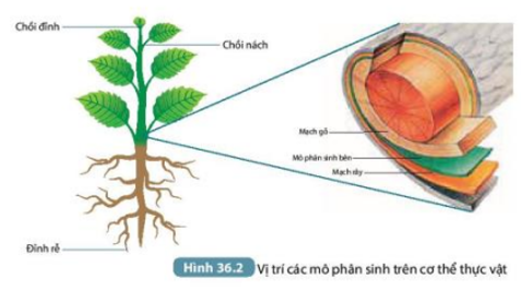 Tài liệu THCS Bình Chánh