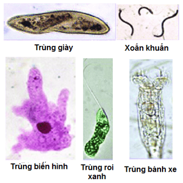 Dựa trên hình dạng của các nguyên sinh vật trong hình 27.1, em hãy xác định