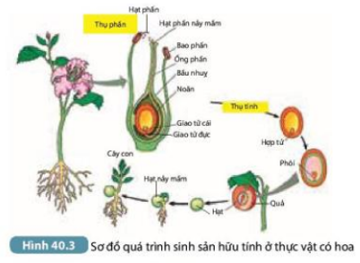 Tài liệu THCS Bình Chánh