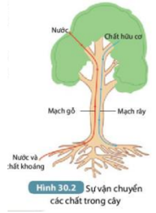 Tài liệu THCS Bình Chánh