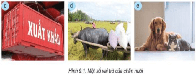 Quan sát Hình 9.1 và nêu một số vai trò của chăn nuôi