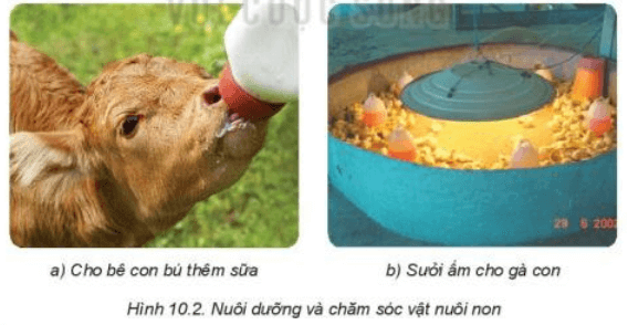 Quan sát Hình 10.2 và cho biết việc làm ở mỗi hình có tác dụng gì