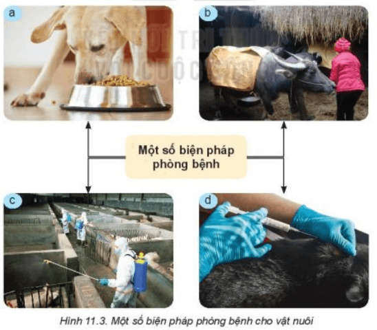 Quan sát Hình 11.3 và nêu một số biện pháp phòng bệnh cho vật nuôi
