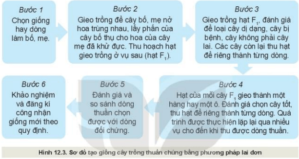 Quan sát Hình 12.3 và mô tả các bước trong quy trình chọn tạo giống cây trồng thuần chủng bằng phương pháp lai đơn