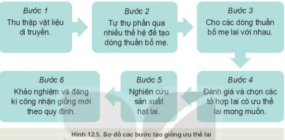 Quan sát Hình 12.5, mô tả các bước tạo giống ưu thế lai?