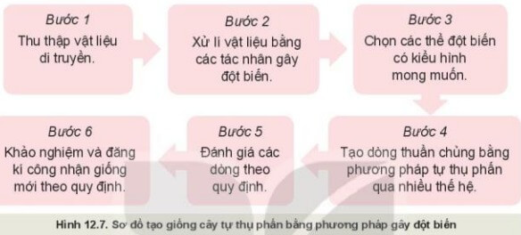 Quan sát Hình 12.7 và mô tả các bước tạo giống cây bằng phương pháp gây đột biến