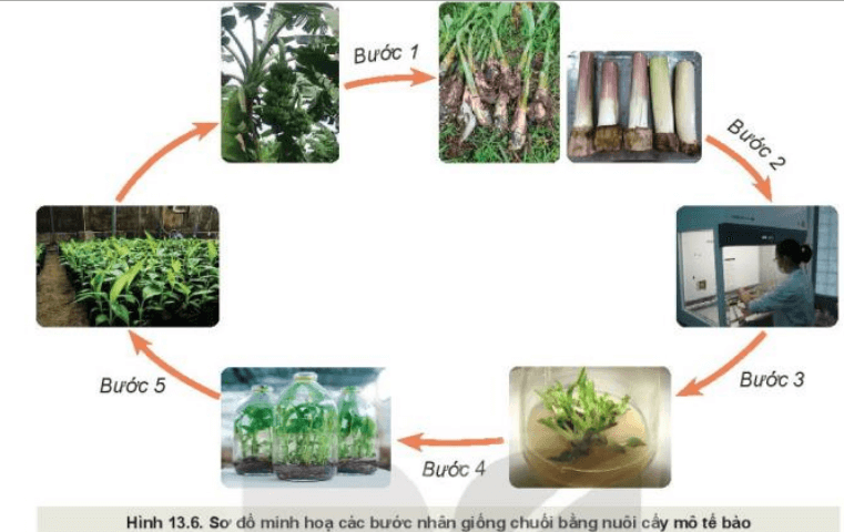 Quan sát Hình 13.6 và trình bày các bước nhân giống chuối bằng nuôi cấy mô tế bào
