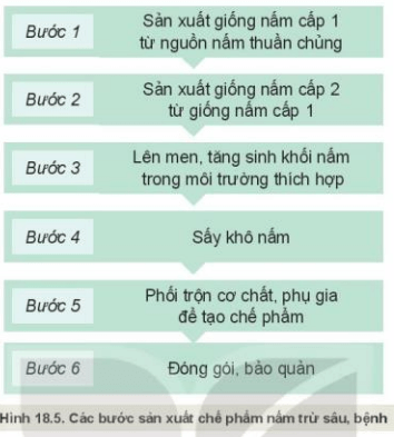 Quan sát Hình 18.5 mô tả các bước sản xuất chế phẩm nấm trừ sâu bệnh hại cây trồng?