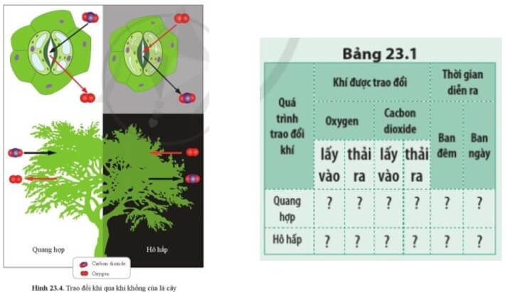 Quan sát hình 23.4, cho biết quá trình trao đổi khí trong quang hợp và hô hấp của thực vật