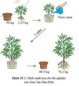 Thực vật thu nhận, sử dụng nước và các chất dinh dưỡng như thế nào?