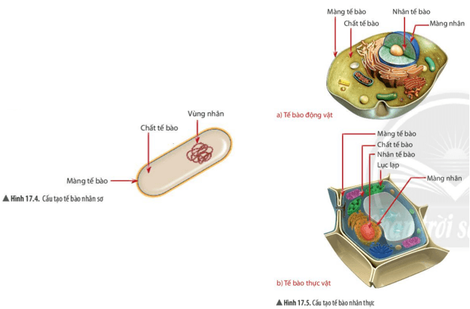 Nhận biết các thành phần có ở cả tế bào nhân sơ và tế bào nhân thực